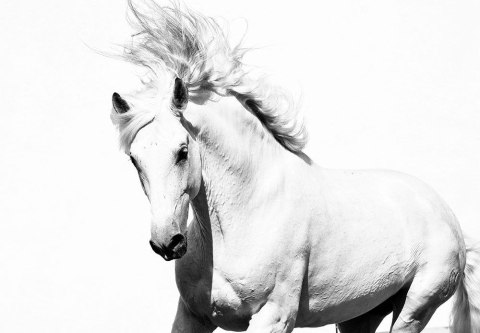 Arabski Koń - fototapeta 366x254 cm Arabski Koń - fototapeta 366x254 cm