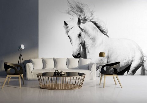 Arabski Koń - fototapeta 366x254 cm Arabski Koń - fototapeta 366x254 cm