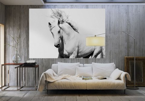 Arabski Koń - fototapeta Arabski Koń - fototapeta