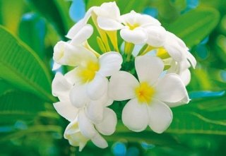 Frangipani Blossoms (Kuramathi Island) - fototapeta