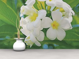 Frangipani Blossoms (Kuramathi Island) - fototapeta