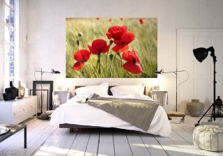 Maki na łące - fototapeta