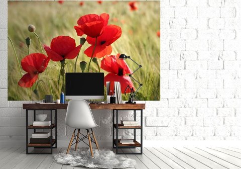 Maki na łące - fototapeta Maki na łące - fototapeta