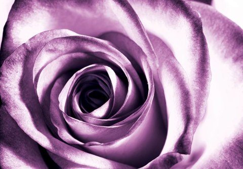 Purpurowa róża - fototapeta 366x254 cm Purpurowa róża - fototapeta 366x254 cm