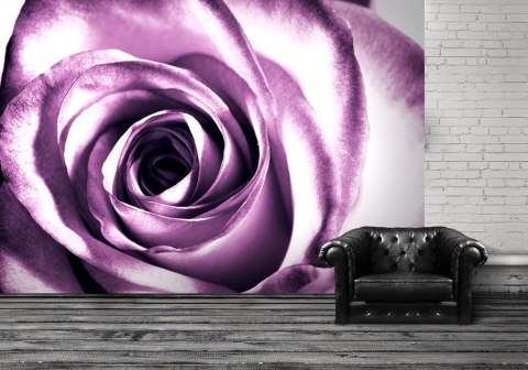 Purpurowa róża - fototapeta 366x254 cm Purpurowa róża - fototapeta 366x254 cm