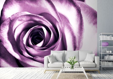 Purpurowa róża - fototapeta 366x254 cm Purpurowa róża - fototapeta 366x254 cm