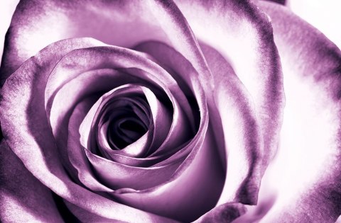 Purpurowa róża - fototapeta Purpurowa róża - fototapeta
