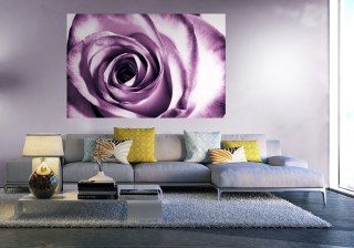 Purpurowa róża - fototapeta