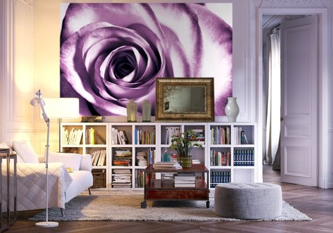 Purpurowa róża - fototapeta Purpurowa róża - fototapeta