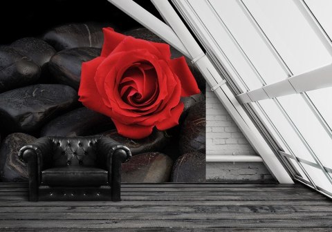 Róża na kamieniach - fototapeta Róża na kamieniach - fototapeta