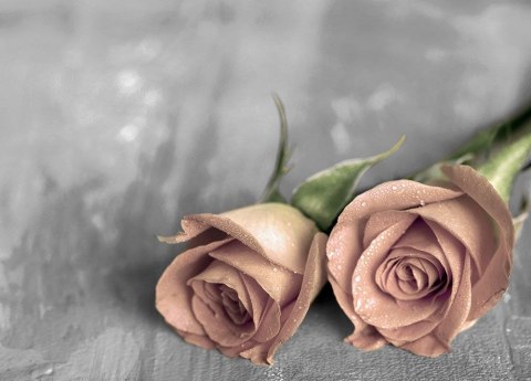 Samotne róże BW - fototapeta Samotne róże BW - fototapeta