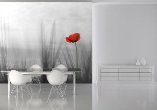 Samotny mak - fototapeta