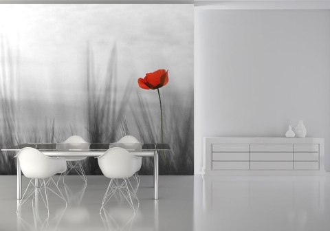 Samotny mak - fototapeta Samotny mak - fototapeta